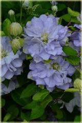 Powojnik Diamond Ball Clematis Diamond Ball