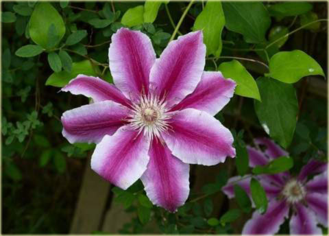 Powojnik Doctor Ruppel Clematis Doctor Ruppel