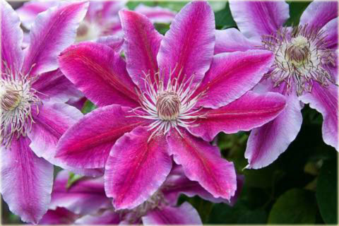 Powojnik Doctor Ruppel Clematis Doctor Ruppel