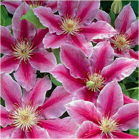 Powojnik Doctor Ruppel Clematis Doctor Ruppel