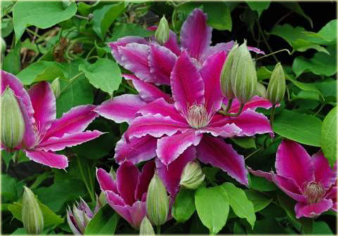 Powojnik Doctor Ruppel Clematis Doctor Ruppel