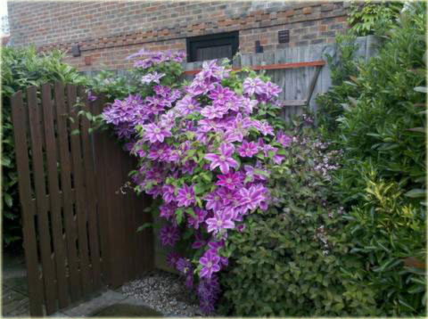 Powojnik Doctor Ruppel Clematis Doctor Ruppel