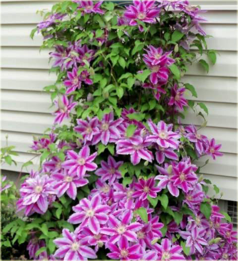 Powojnik Doctor Ruppel Clematis Doctor Ruppel