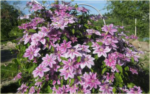 Powojnik Doctor Ruppel Clematis Doctor Ruppel
