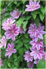 Powojnik Doctor Ruppel Clematis Doctor Ruppel