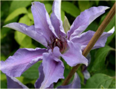 Powojnik Dzieci Warszawy Clematis Dzieci Warszawy