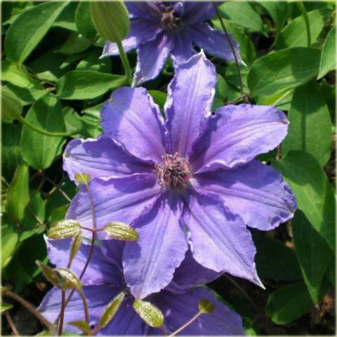 Powojnik Dzieci Warszawy Clematis Dzieci Warszawy