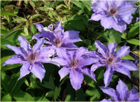 Powojnik Dzieci Warszawy Clematis Dzieci Warszawy