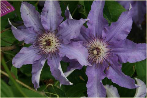 Powojnik Dzieci Warszawy Clematis Dzieci Warszawy