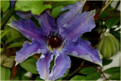 Powojnik Dzieci Warszawy Clematis Dzieci Warszawy