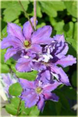 Powojnik Dzieci Warszawy Clematis Dzieci Warszawy