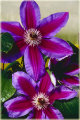 Powojnik Fireworks Clematis Fireworks