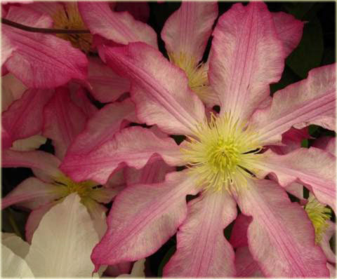 Powojnik Frau Susanne Clematis Frau Susanne