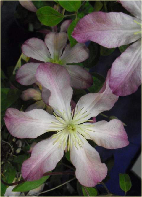 Powojnik Frau Susanne Clematis Frau Susanne