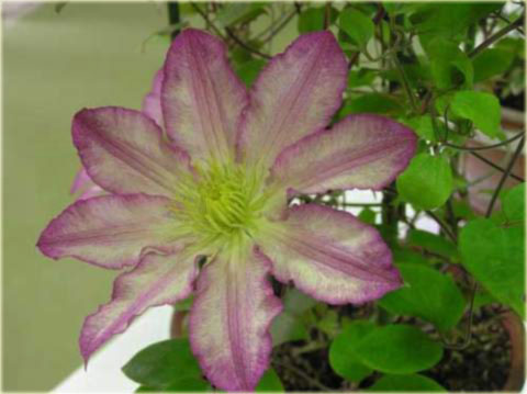 Powojnik Frau Susanne Clematis Frau Susanne