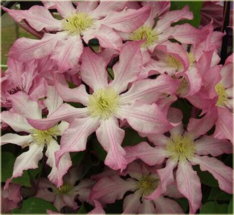 Powojnik Frau Susanne Clematis Frau Susanne