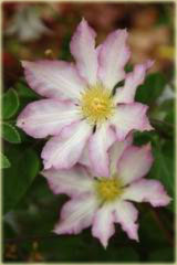 Powojnik Frau Susanne Clematis Frau Susanne