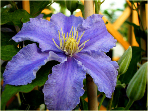 Powojnik Fryderyk Chopin Clematis Fryderyk Chopin