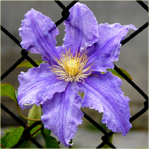 Powojnik Fryderyk Chopin Clematis Fryderyk Chopin