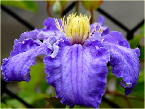 Powojnik Fryderyk Chopin Clematis Fryderyk Chopin