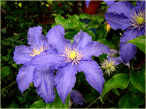 Powojnik Fryderyk Chopin Clematis Fryderyk Chopin