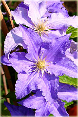 Powojnik Fryderyk Chopin Clematis Fryderyk Chopin