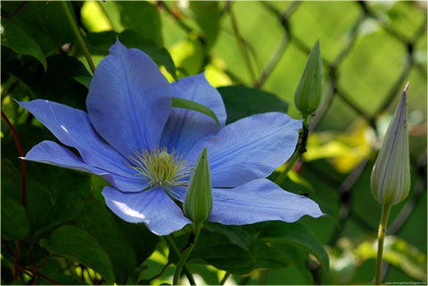 Powojnik Fujimusume Clematis Fujimusume