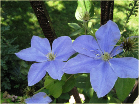 Powojnik Fujimusume Clematis Fujimusume