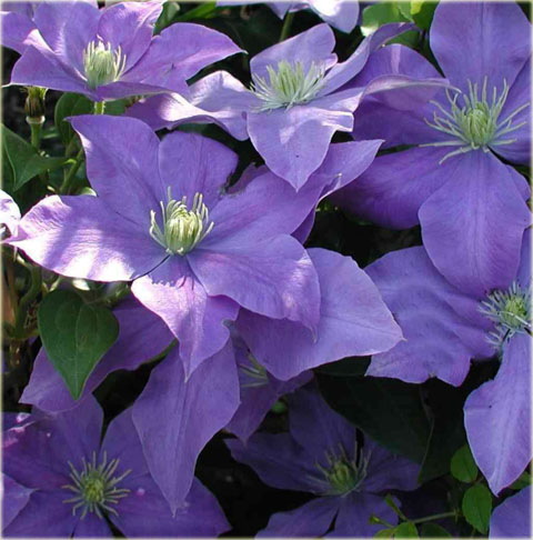 Powojnik Fujimusume Clematis Fujimusume