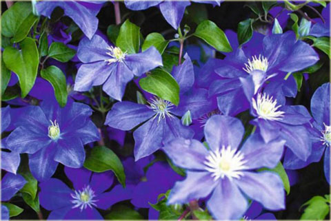 Powojnik Fujimusume Clematis Fujimusume