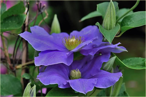 Powojnik Fujimusume Clematis Fujimusume