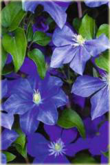 Powojnik Fujimusume Clematis Fujimusume