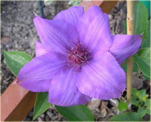 Powojnik Gabriel Narutowicz Clematis Gabriel Narutowicz