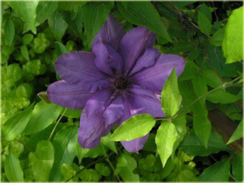 Powojnik Gabriel Narutowicz Clematis Gabriel Narutowicz