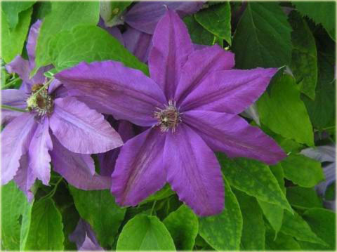 Powojnik Gabriel Narutowicz Clematis Gabriel Narutowicz