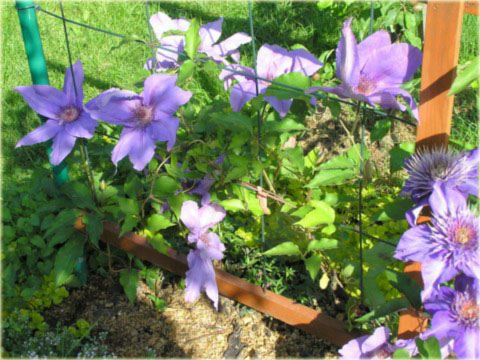 Powojnik Gabriel Narutowicz Clematis Gabriel Narutowicz