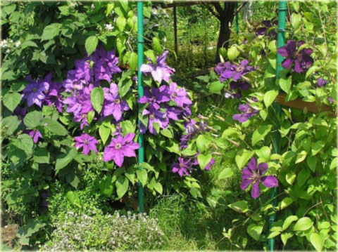 Powojnik Gabriel Narutowicz Clematis Gabriel Narutowicz