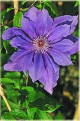 Powojnik Gabriel Narutowicz Clematis Gabriel Narutowicz