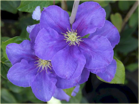 Powojnik Generał Sikorski Clematis Generał Sikorski