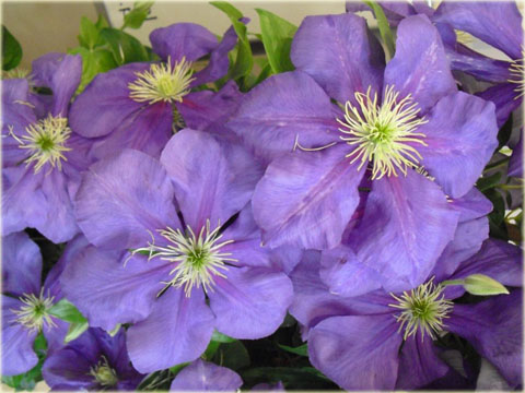 Powojnik Generał Sikorski Clematis Generał Sikorski