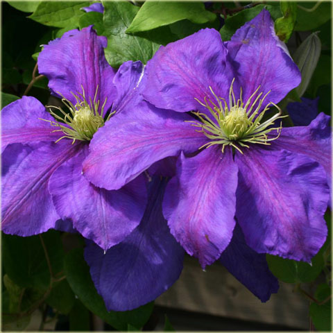 Powojnik Generał Sikorski Clematis Generał Sikorski