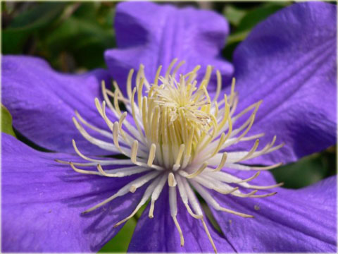 Powojnik Generał Sikorski Clematis Generał Sikorski