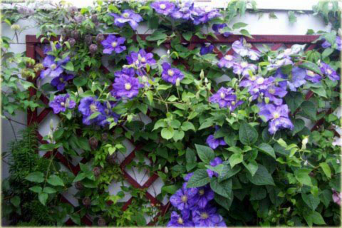 Powojnik Generał Sikorski Clematis Generał Sikorski