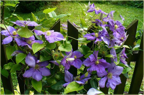 Powojnik Generał Sikorski Clematis Generał Sikorski