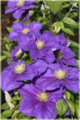 Powojnik Generał Sikorski Clematis Generał Sikorski