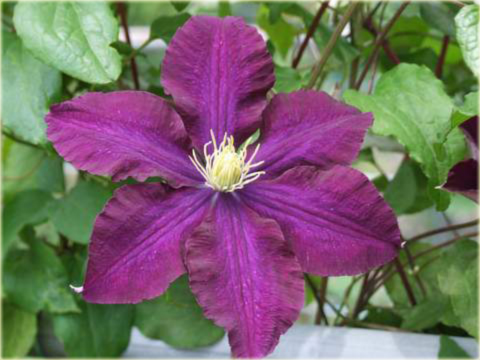 Powojnik Gipsy Queen Clematis Gipsy Queen
