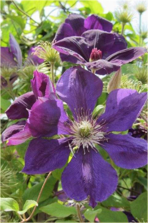 Powojnik Gipsy Queen Clematis Gipsy Queen