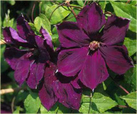 Powojnik Gipsy Queen Clematis Gipsy Queen