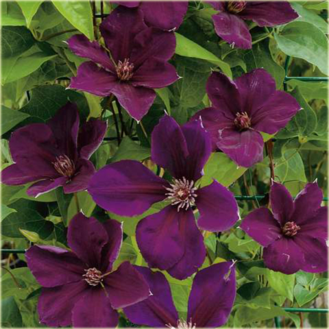 Powojnik Gipsy Queen Clematis Gipsy Queen