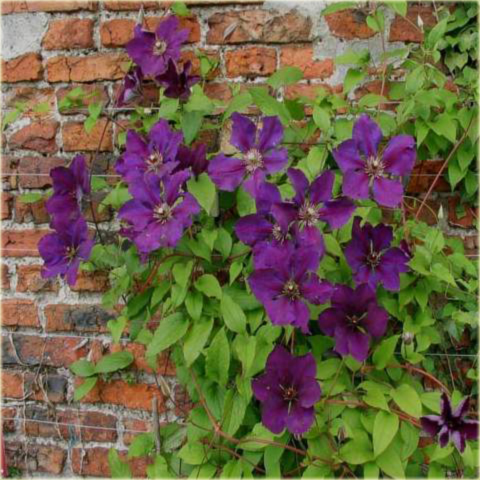 Powojnik Gipsy Queen Clematis Gipsy Queen